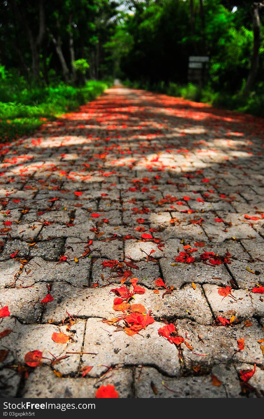 Flower on the Road