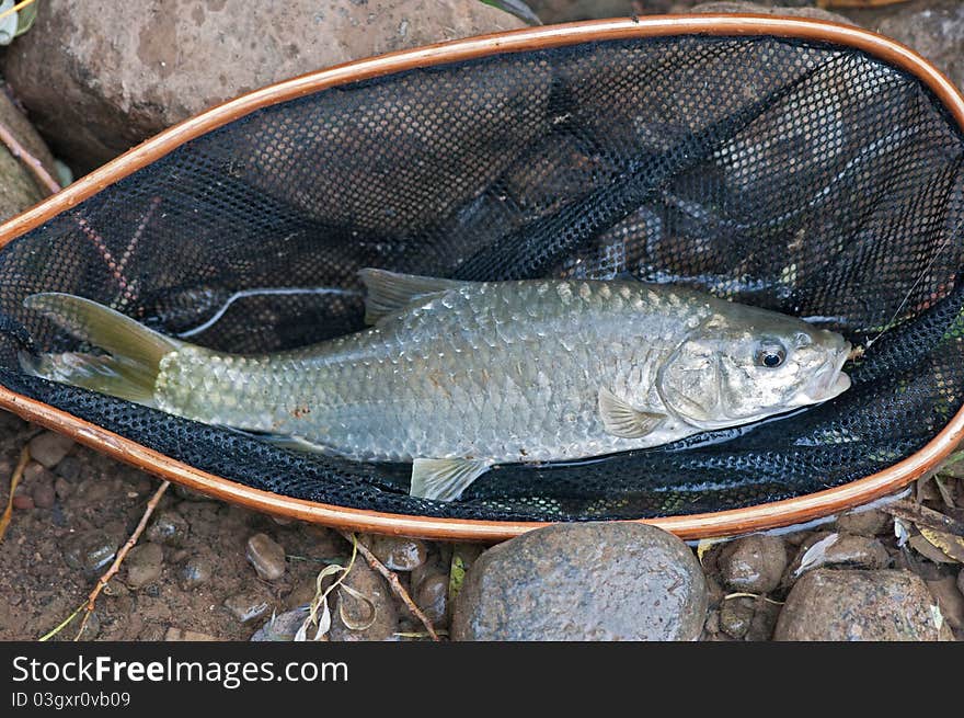 Fish in landing net