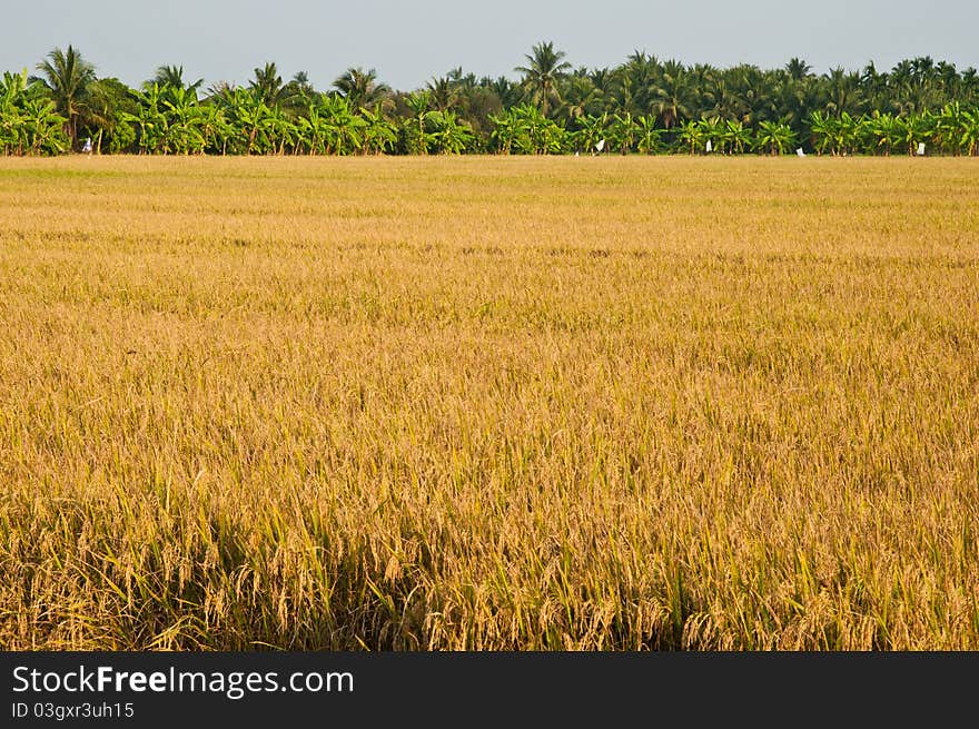 Rice field and trees