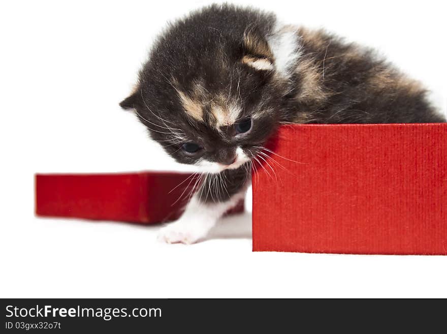 Little kitty from box