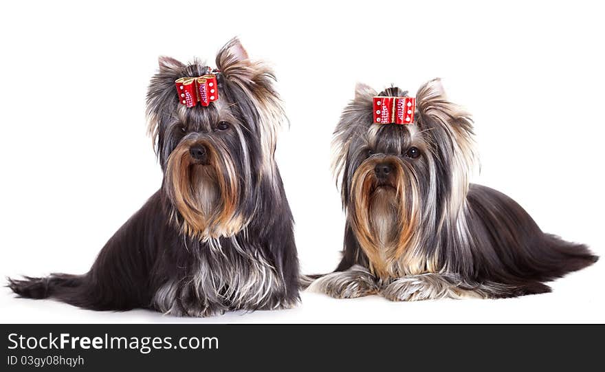 Yorkshire Terrier puppie sits in white , portrait of a close-up