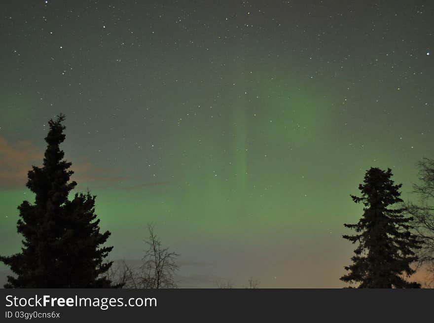 alaska spruce tree with soft green aurora on the horizon. alaska spruce tree with soft green aurora on the horizon