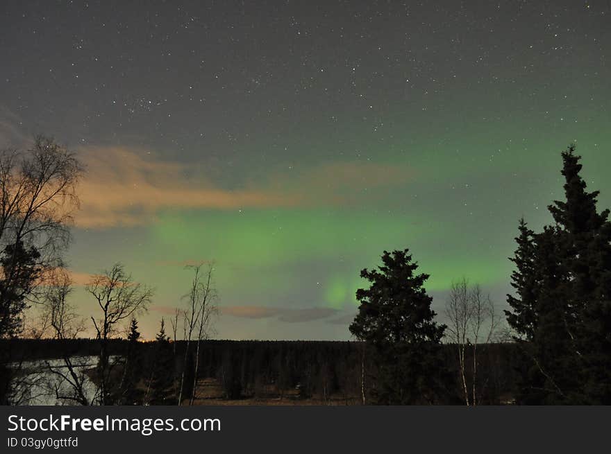 Alaska spruce tree with soft green aurora on the horizon. Alaska spruce tree with soft green aurora on the horizon