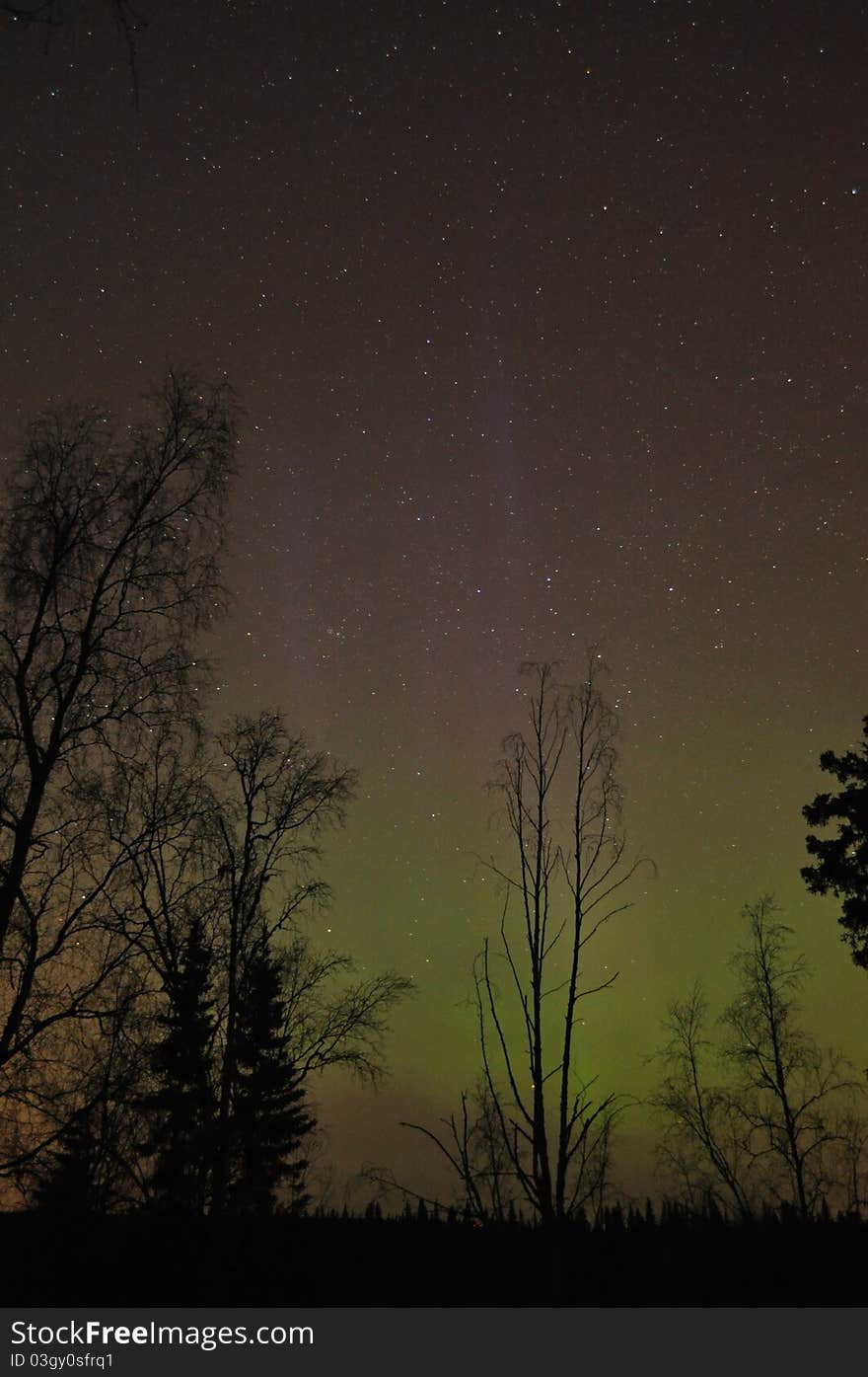 Alaska spruce and willow trees with soft green and light blue aurora on the horizon. Alaska spruce and willow trees with soft green and light blue aurora on the horizon