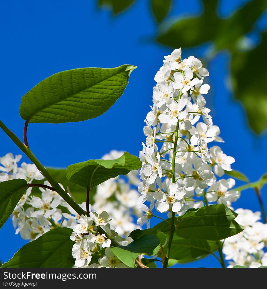 Inflorescence of a blossoming birdcherry