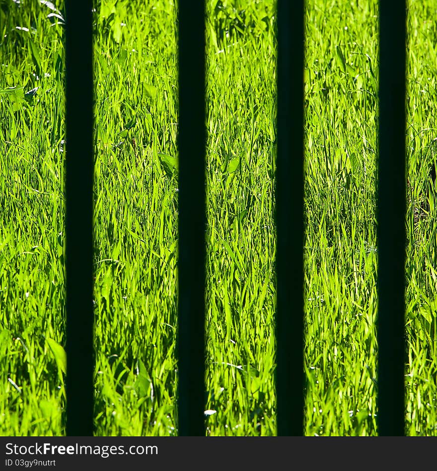 View on a green grass