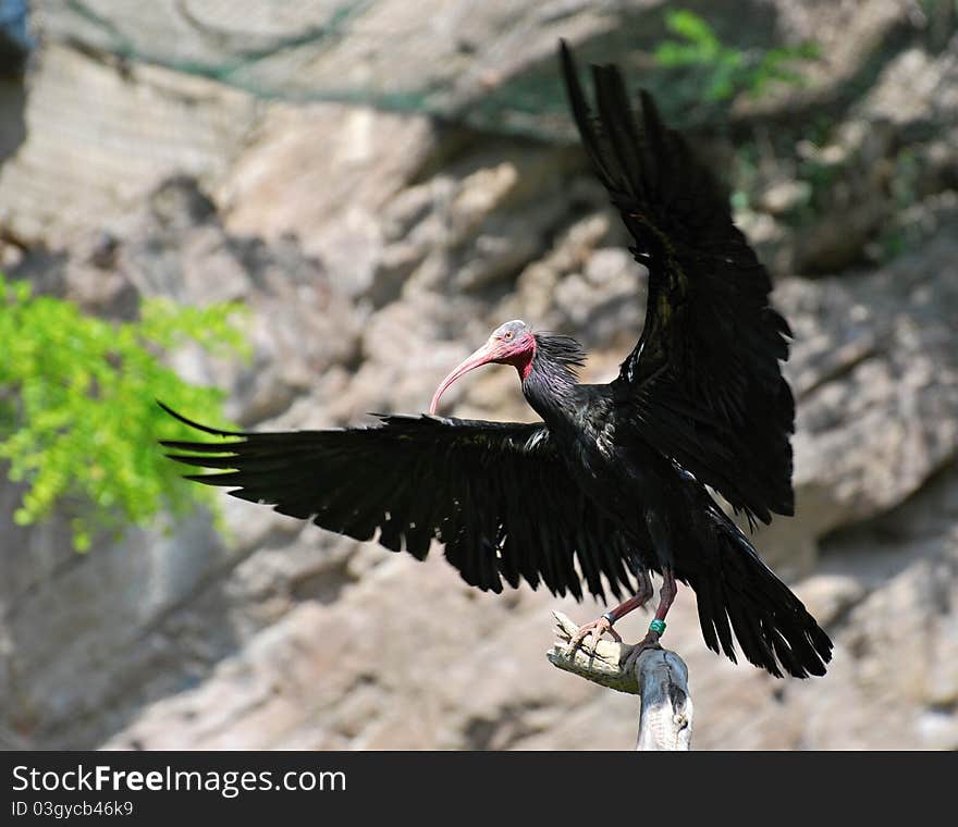 Northern Bald Ibis taking the air. Northern Bald Ibis taking the air