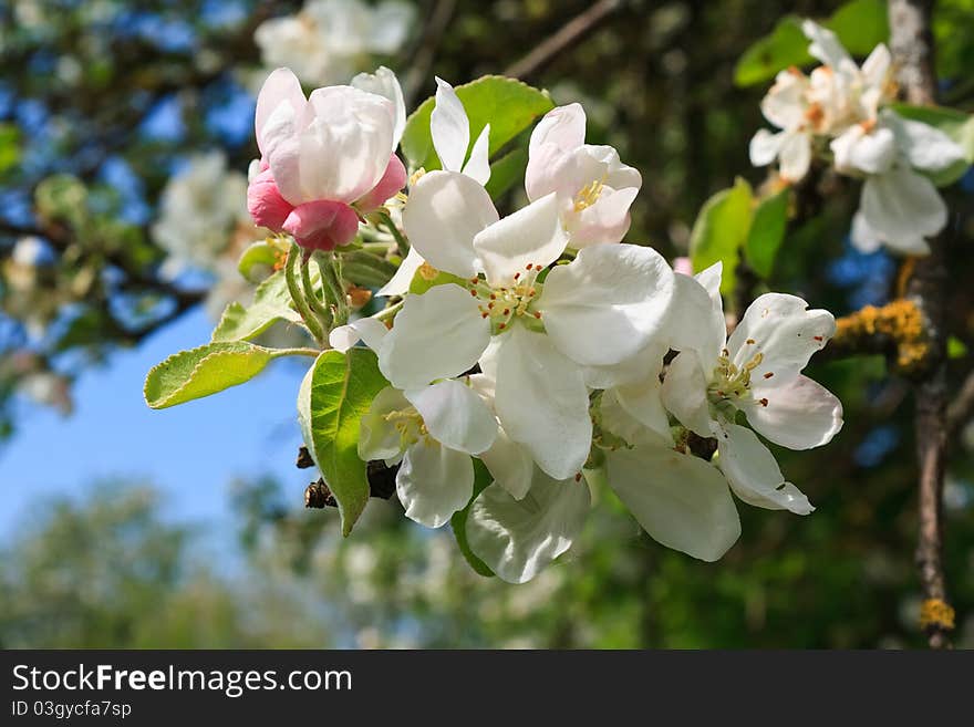 Blossoming tree with white flowers