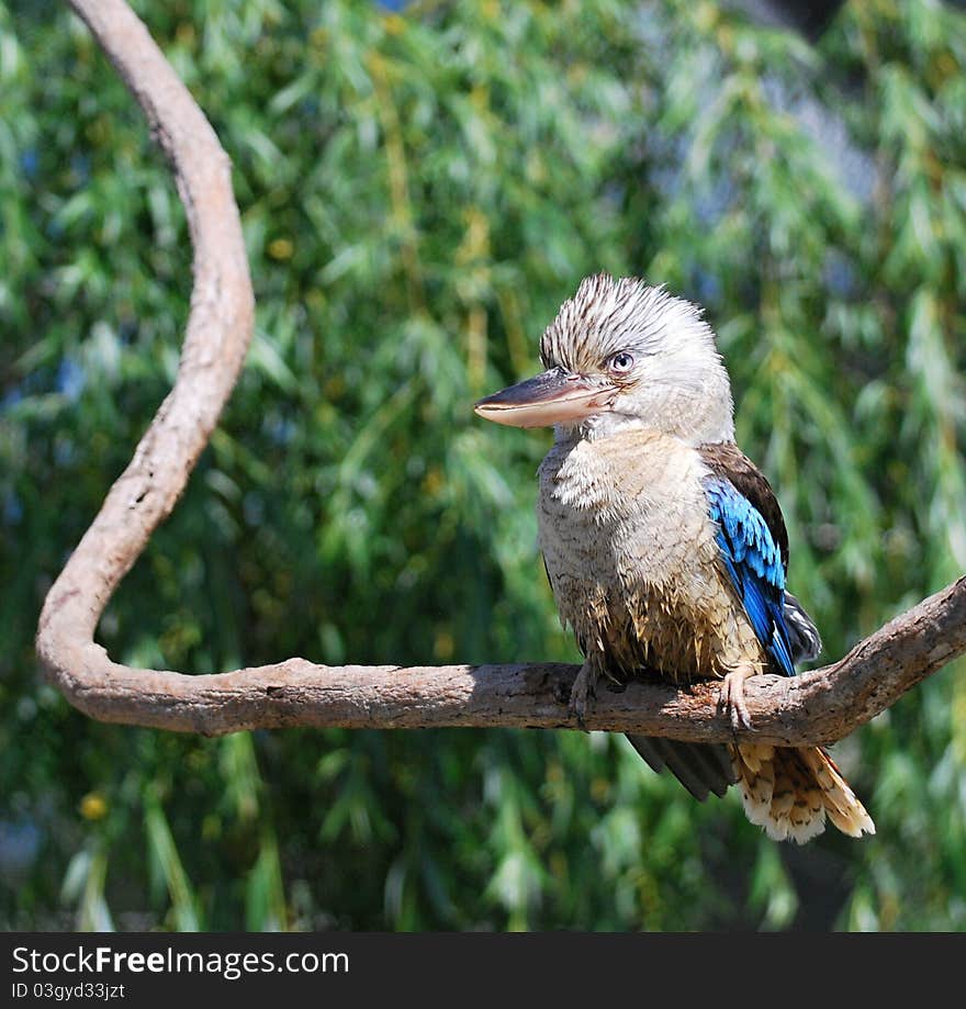 Blue-winged Kookaburra (Dacelo leachii) in captivity