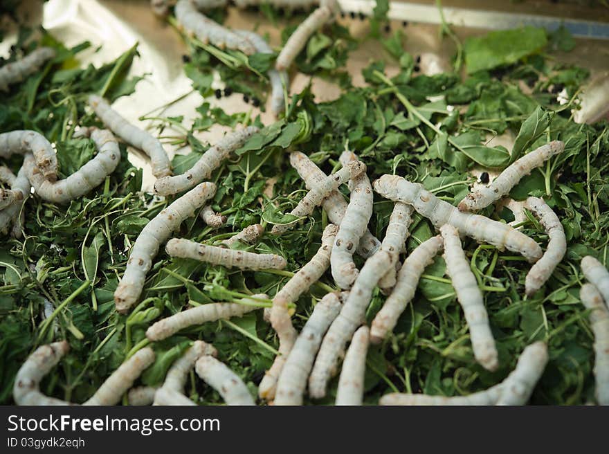 Silkworms eating Folium Mori leaves