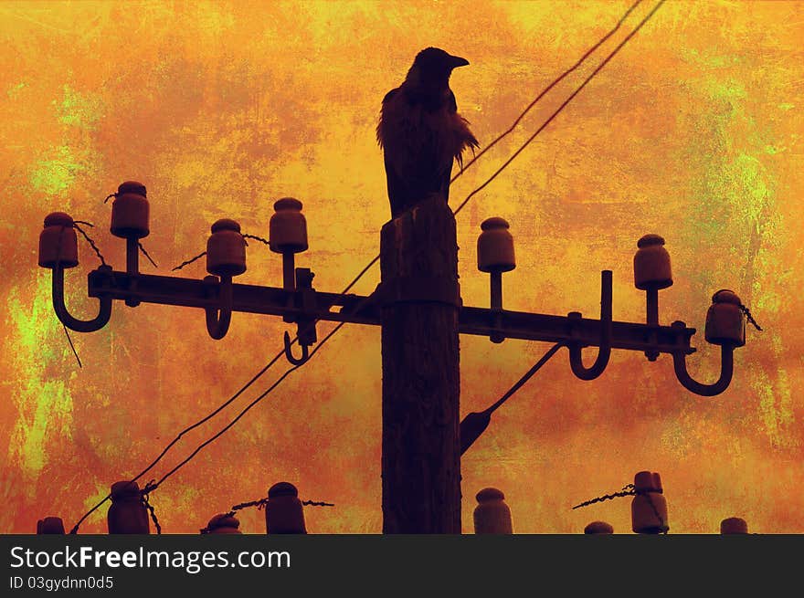 Raven Standing On The Telephone Pole