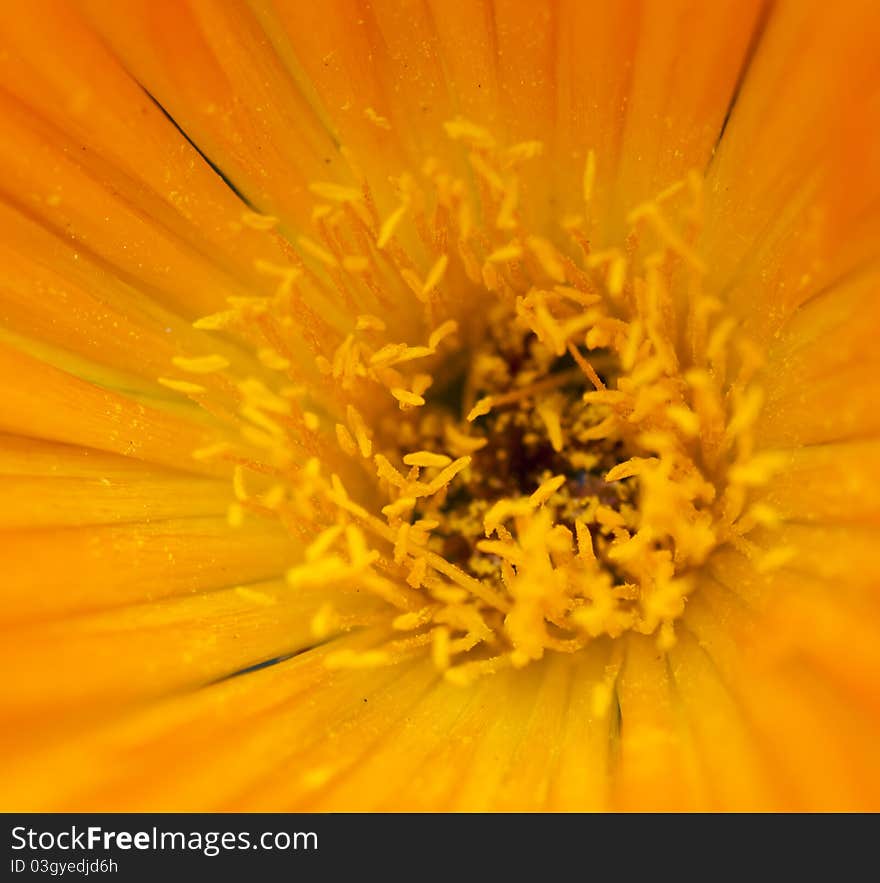 Macro of an Aizoaceae Carpobrotus flower. Macro of an Aizoaceae Carpobrotus flower