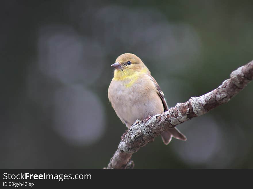 American Gold Finch Perched on a Branch