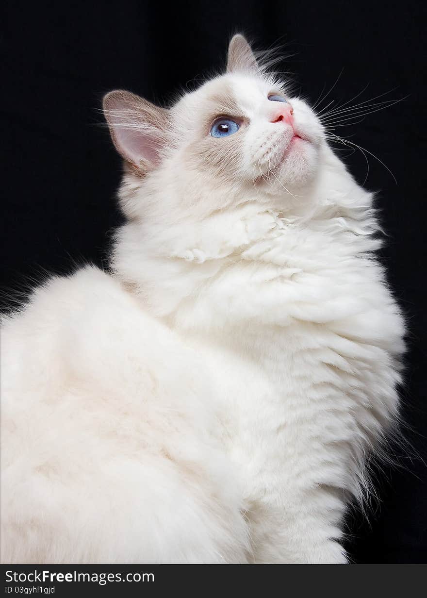 Beautiful Ragdoll Cat with Blue Eyes. Beautiful Ragdoll Cat with Blue Eyes