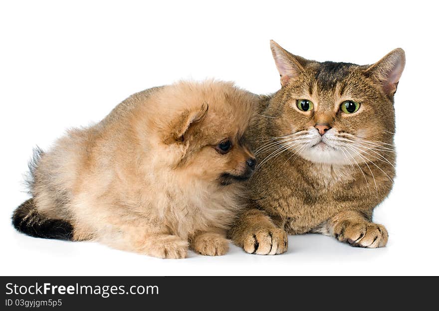 Cat and puppy  in studio on a neutral background