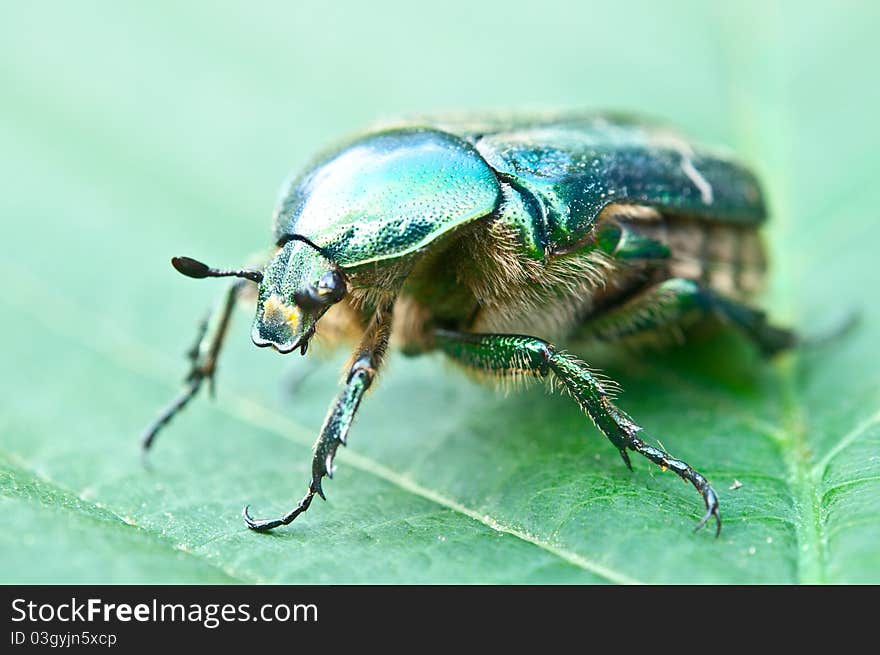 Green beetle on a leaf