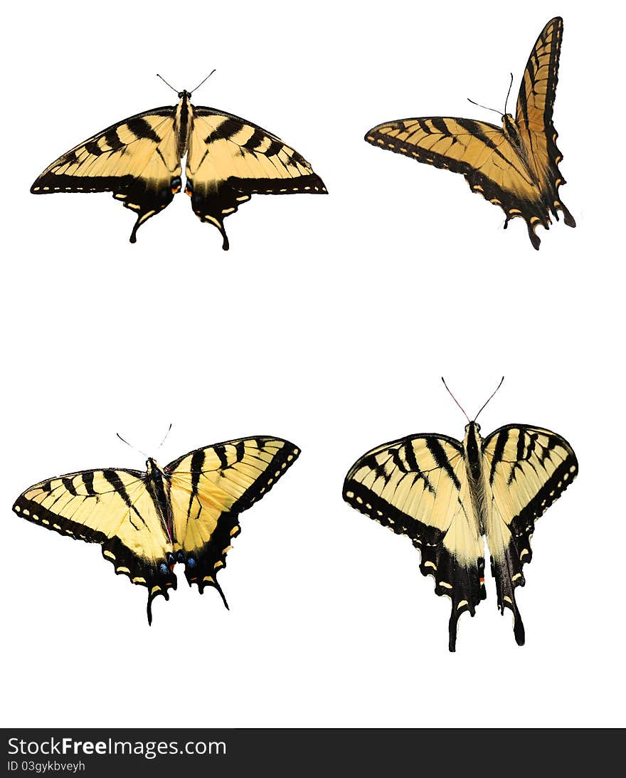 Eastern Tiger Swallowtail Collage with four different versions