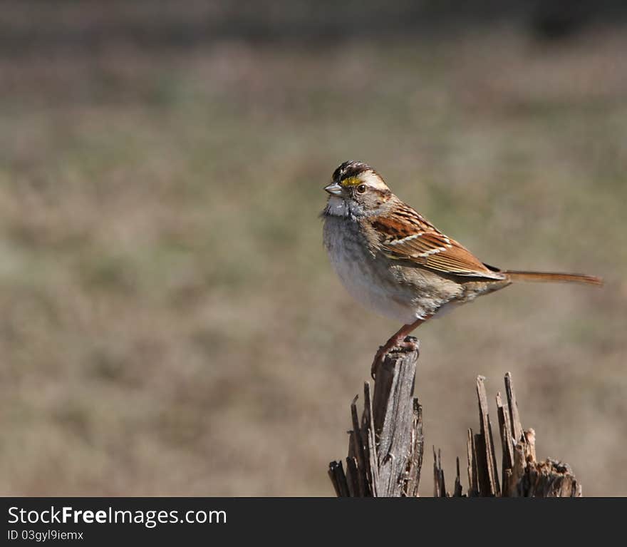 White Throated Sparrow