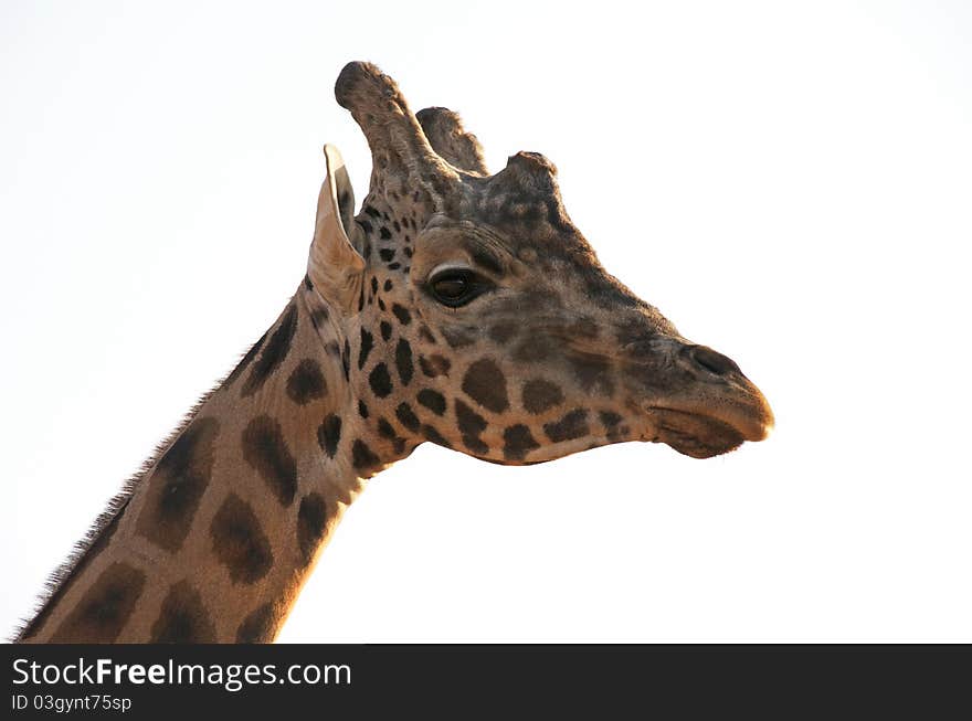 Closeup of a Giraffe head. Closeup of a Giraffe head