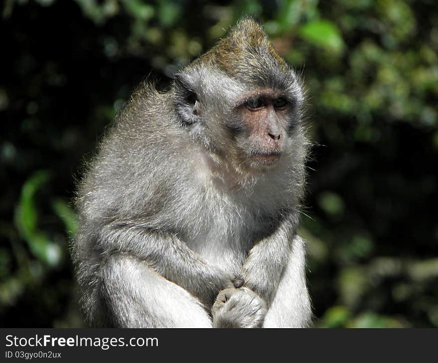 Close up of an asian monkey. Close up of an asian monkey