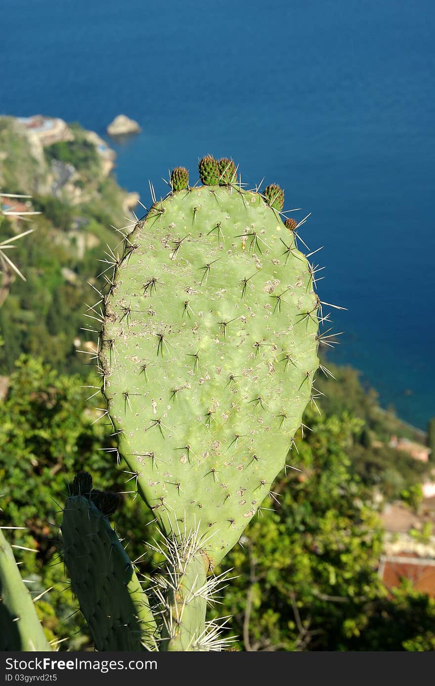 Green cactus in the Mediterranean