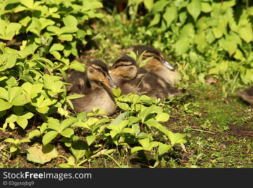 Group of ducklings