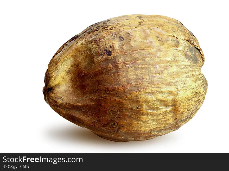 Coconut Seed