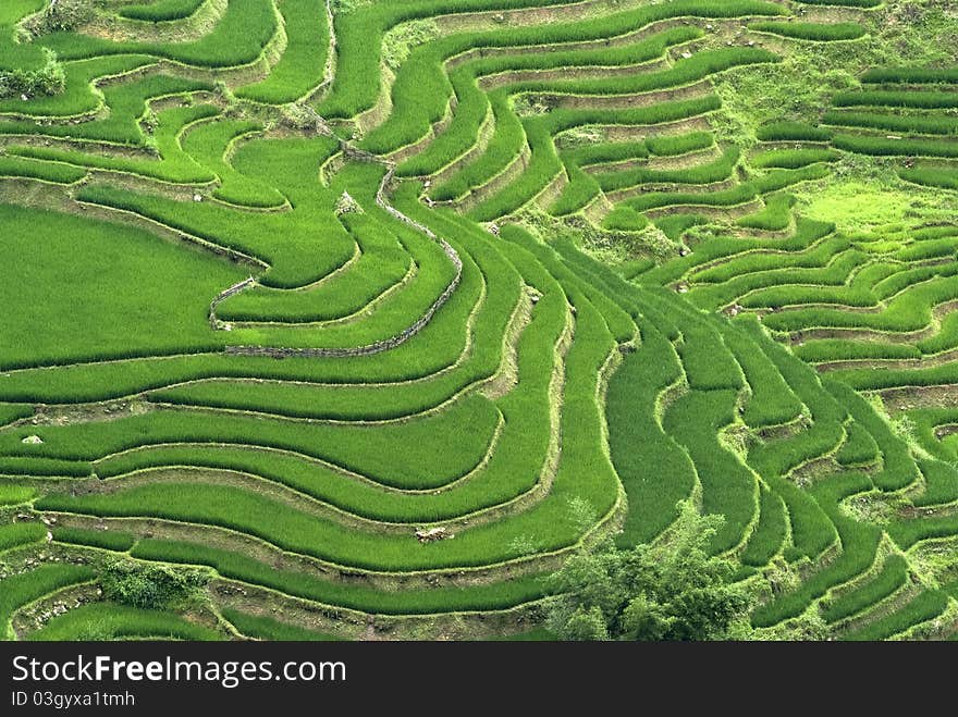 Terraced Rice Field