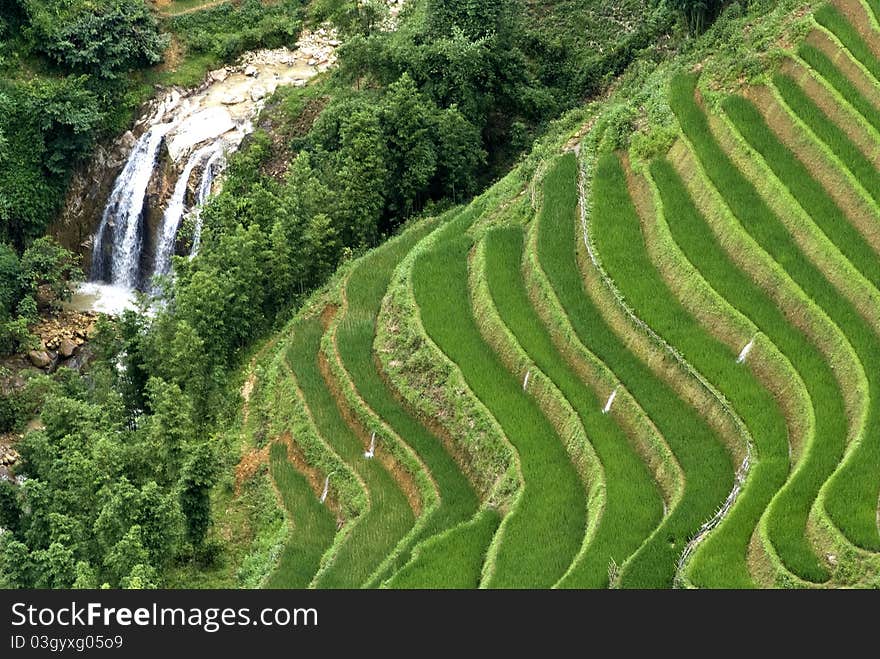 Green Terraced Rice Field in Sapa, Vietnam