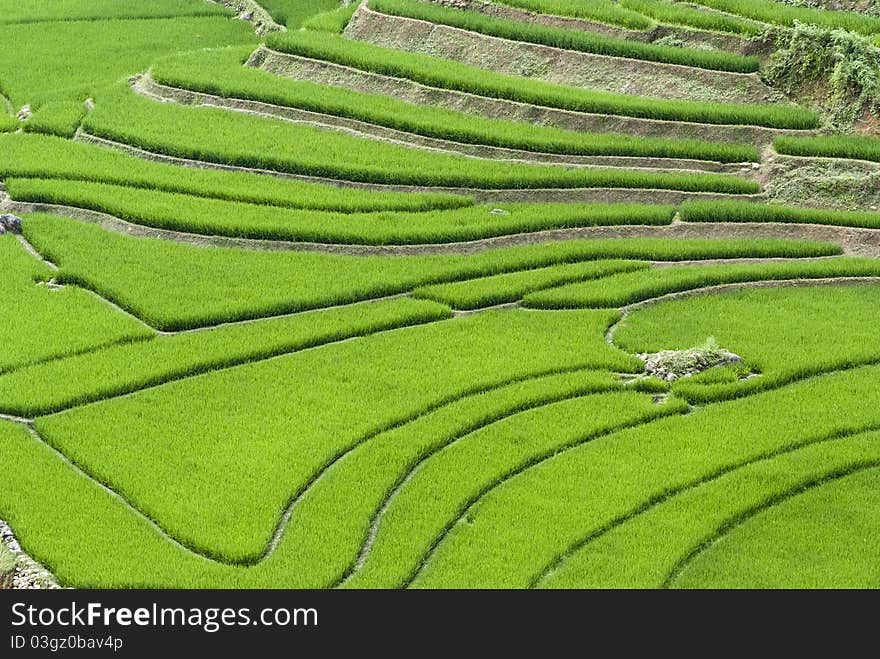 Green Terraced Rice Field in Sapa, Vietnam