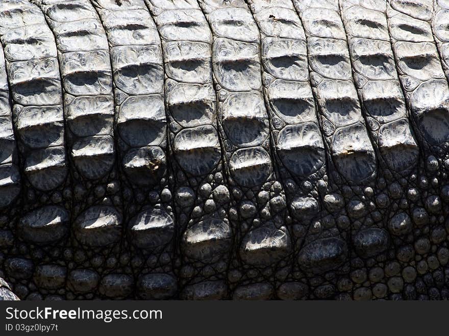 Crocodile skin exposed to the sun