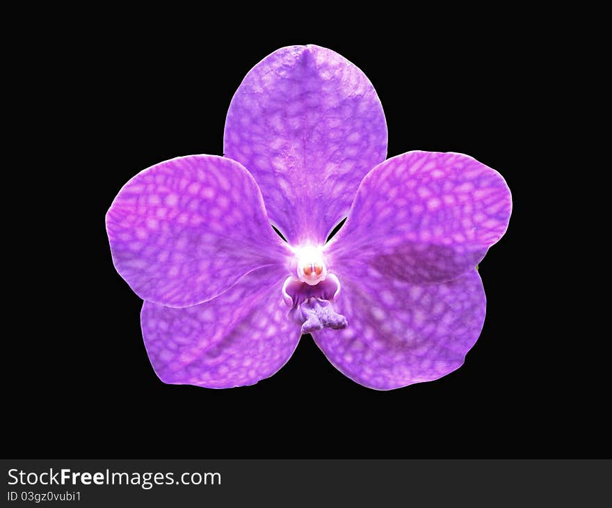 Purple Orchid