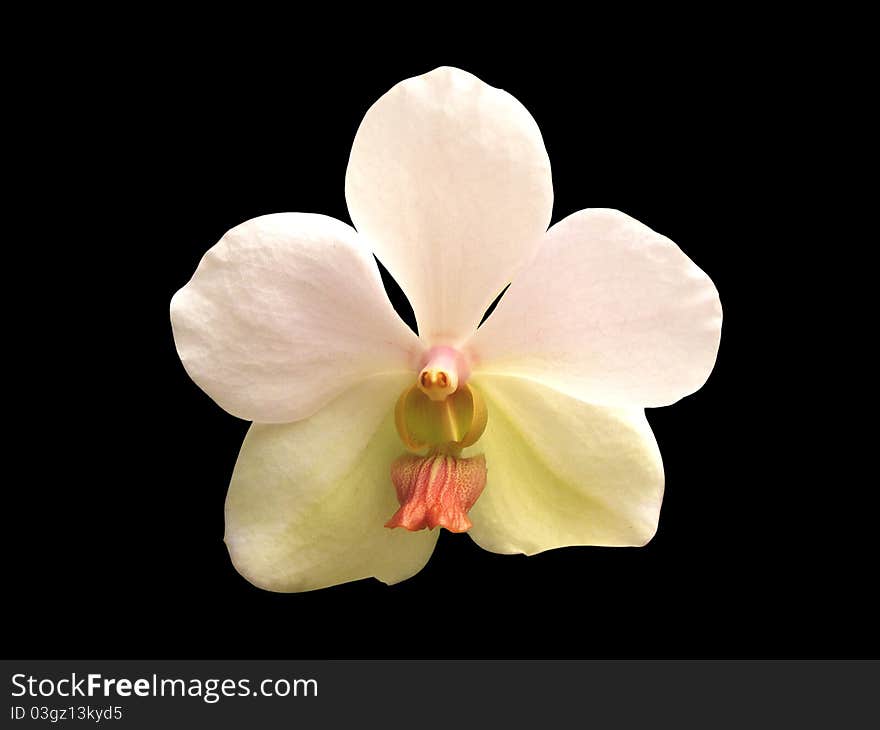 Closeup of single tropical white orchid on black background. Closeup of single tropical white orchid on black background