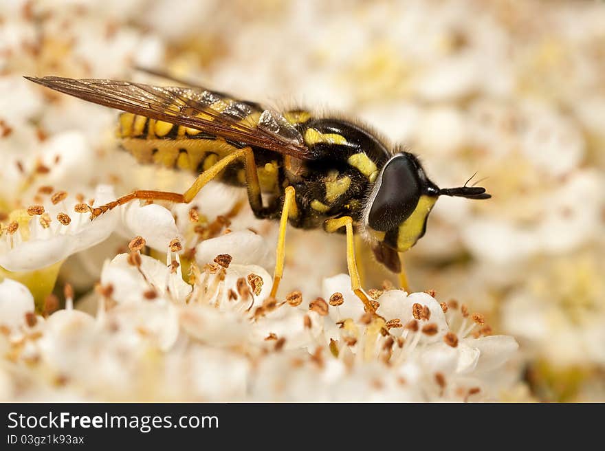 Hoverfly Feeding on Flowers