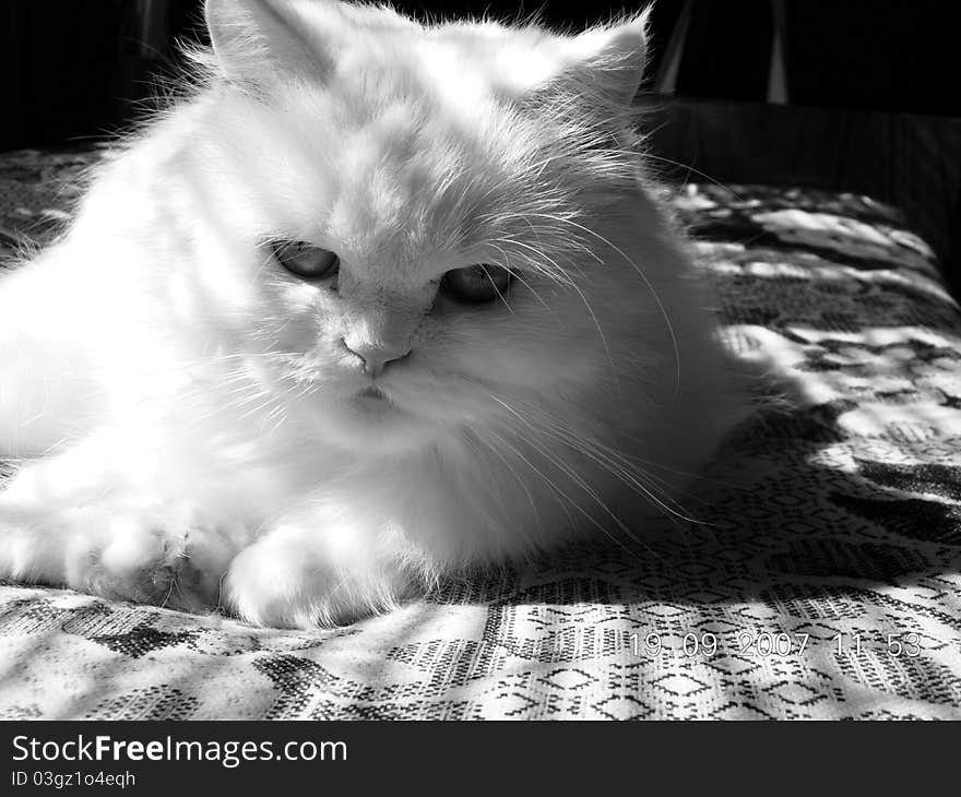 My cat Eleonora. It is the white Persian cat