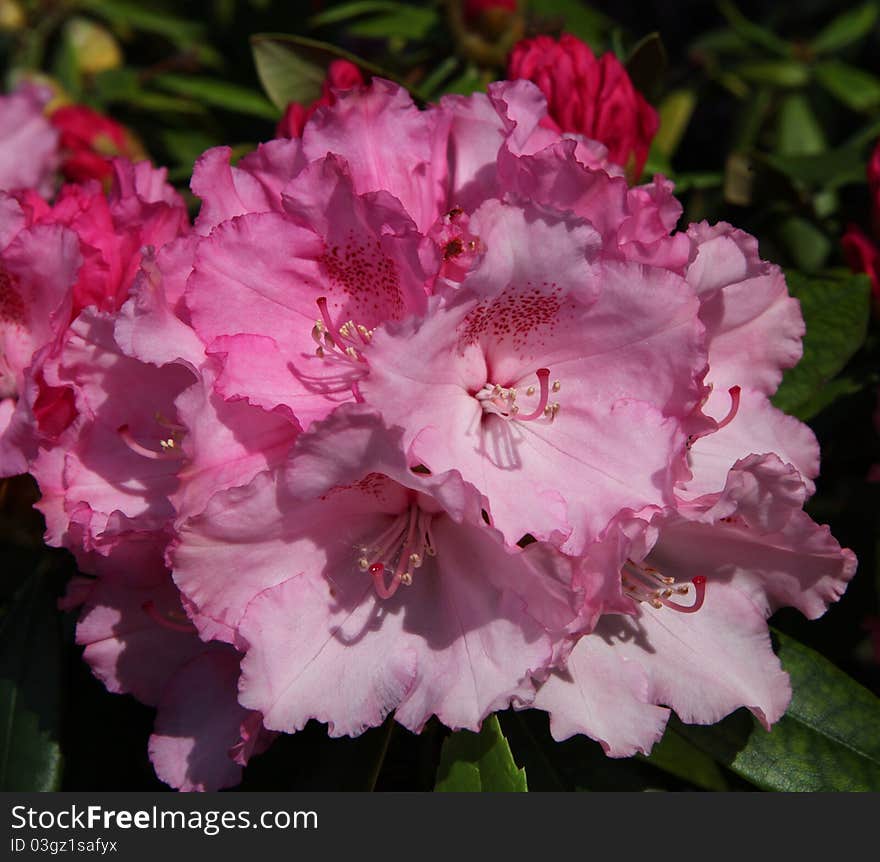 A close-up of a japaneese rhododenron - rhododenron yakushimanum. A close-up of a japaneese rhododenron - rhododenron yakushimanum.