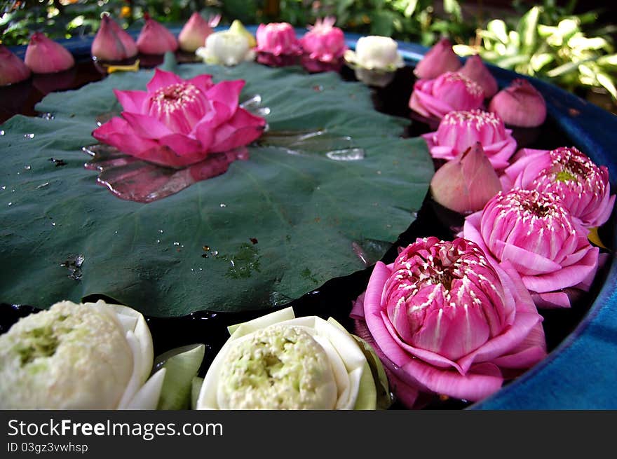 Bunch of lotus flowers arranged floating on water