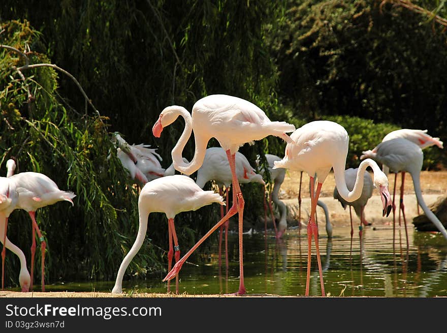 Pink Flamingos