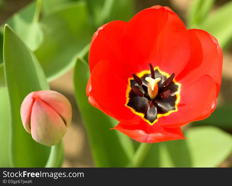 Fresh Red Tulip