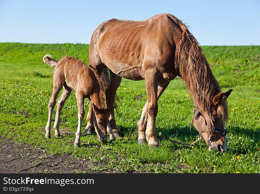 A horse and a foal