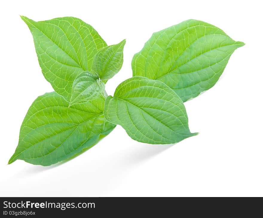 Green leaf, isolated on a white background