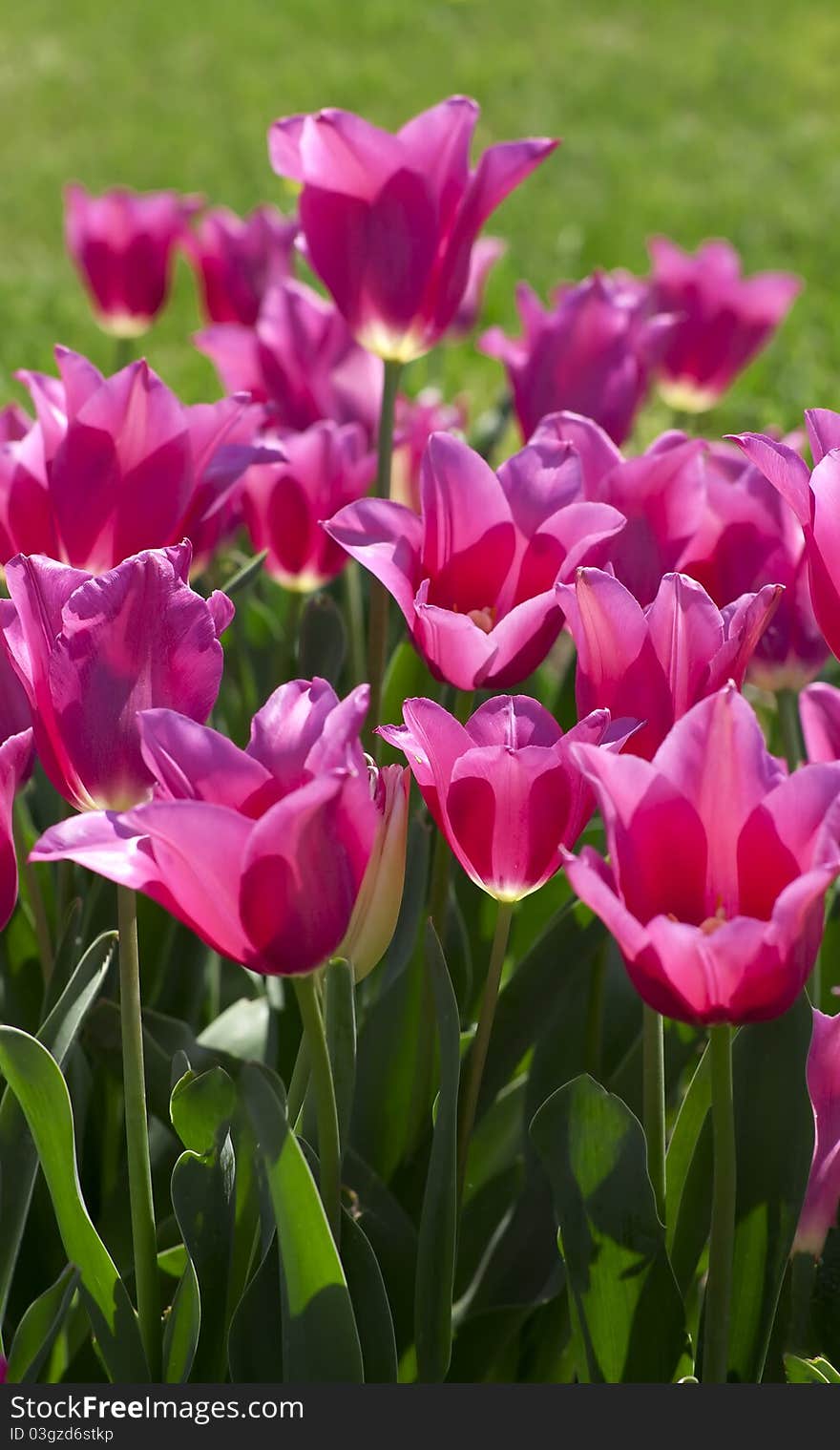 Beautiful purple tulips over green grass