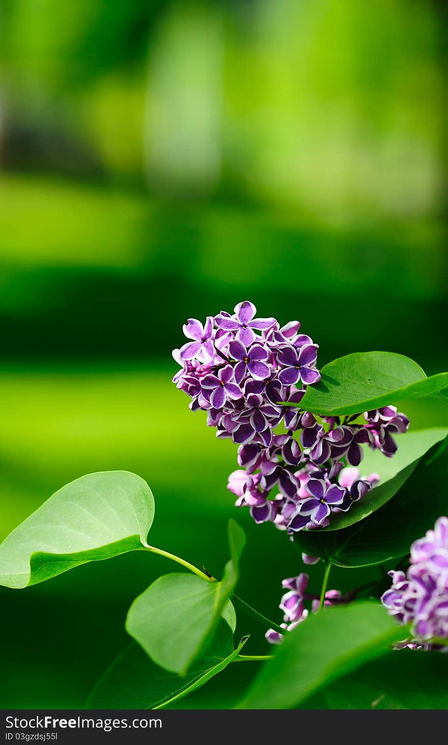 Leaves and lilac flowers on a green background