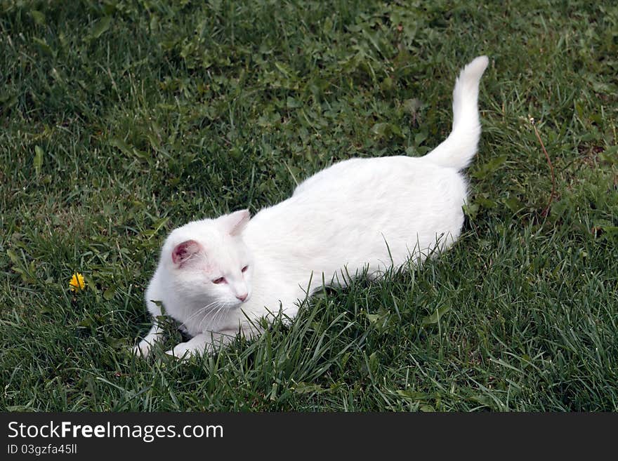 White domestic cat on a field. Rural scene