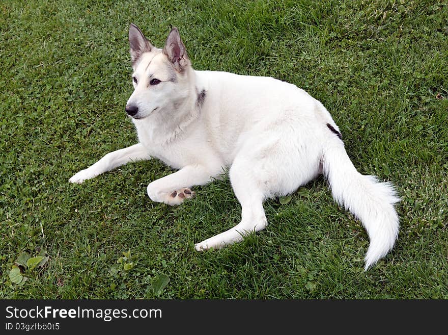 White husky on the grass