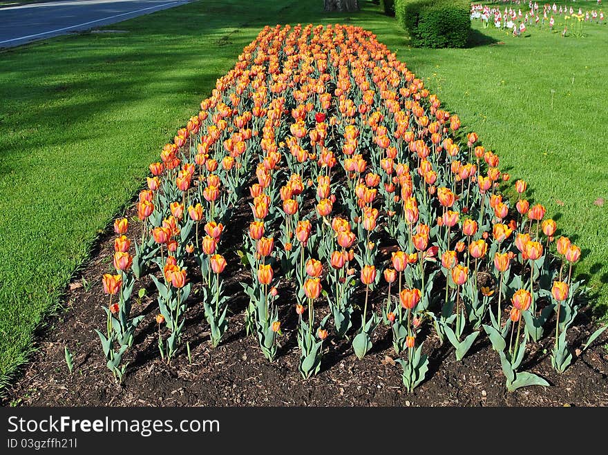 Orange Tulips