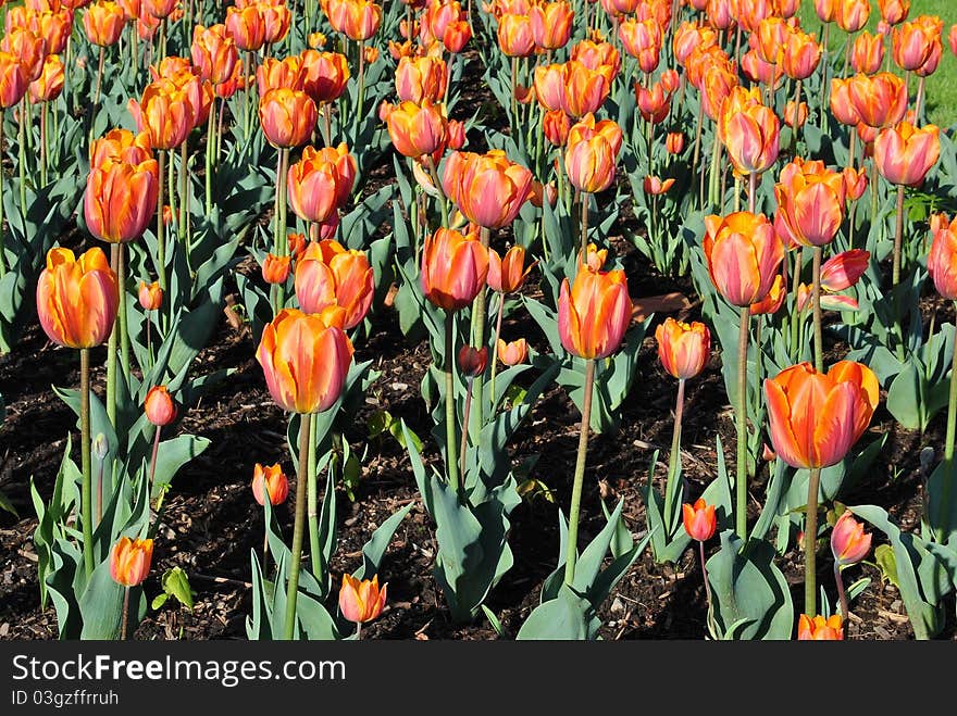 Orange Tulips