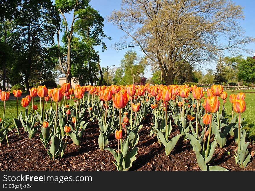 Orange Tulips