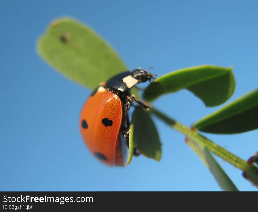 Ladybird