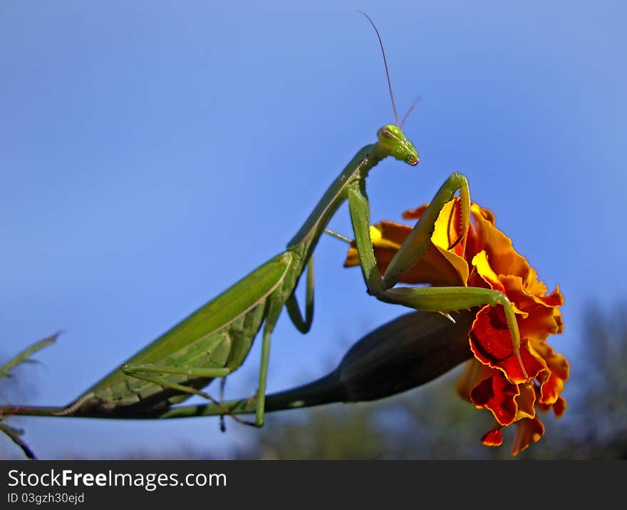 Praying mantis